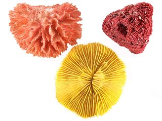 Collection of Three Variety Species of Coral
