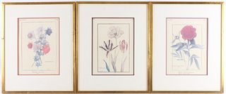 Three Flora Identification Watercolor Paintings