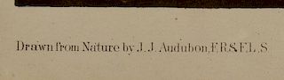John J. Audubon, Bien Edition, Pinnated Grouse