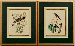 Pr. Mark Catesby Colored Engravings