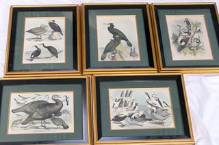 LOT OF 5 LITHOGRAPHS HAND COLORED ETCHINGS BIRDS