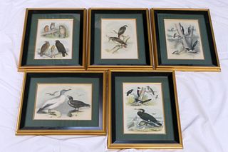 LOT OF 5 LITHOGRAPHS HAND COLORED ETCHINGS BIRDS