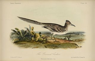 JOHN CASSIN (American 1813-1869) A PRINT, "The Ground Cuckoo (Texas Roadrunner)," PHILADELPHIA, CIRCA 1856,