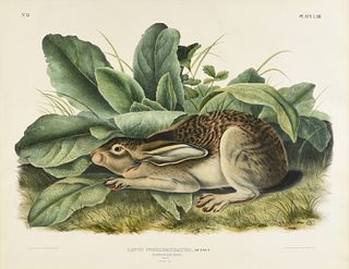 JOHN JAMES AUDUBON (American 1785-1851) A LITHOGRAPH, "Lepus Nigricaudatus, Bennet. (Black-tailed Hare. Male. Natural Size.)," PHILADELPHIA, CIRCA 184