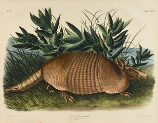 JOHN WOODHOUSE AUDUBON (American 1812-1862) A LITHOGRAPH, "Dasypus Peba. Desm. (Nine Banded Armadillo. Male. Natural Size.)," PHILADELPHIA, CIRCA 1848
