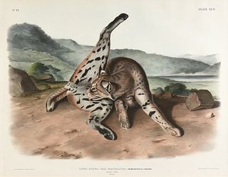 JOHN JAMES AUDUBON (American 1785-1851) A LITHOGRAPH, "Lynx Rufus., Var Maculatus, Horsfield & Vigors," PHILADELPHIA, 1846,