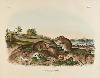 JOHN JAMES AUDUBON (American 1785-1851) A LITHOGRAPH, "Arvicola Hispidus, Say & Ord. (Cotton Rat. Natural Size)," PHILADELPHIA, CIRCA 1843,