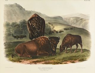 JOHN JAMES AUDUBON (American 1785-1851) A LITHOGRAPH, "Bos Americanus. Gmel. (American Bison on Buffalo. Natural Size. 1.Female, 2.Young, 3.Male)," PH