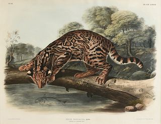 JOHN WOODHOUSE AUDUBON (American 1812-1862) A HAND COLORED LITHOGRAPH, "Felis Pardalis, Linn.(Ocelot or Leopard Cat.) Male.," PHILADELPHIA, CIRCA 1846