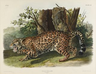 JOHN JAMES AUDUBON (American 1785-1851) A LITHOGRAPH, "Felis Onca, Linn. (The Jaguar. Female)," PHILADELPHIA, CIRCA 1846,