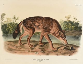 JOHN JAMES AUDUBON (American 1785-1851) A LITHOGRAPH, "Canus Lupus. Linn. Var Rufus (Red Texan Wolf)," PHILADELPHIA, CIRCA 1845,