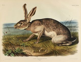 JOHN WOODHOUSE AUDUBON (American 1812-1862) A LITHOGRAPH, "Lepus Texianus. Aud. & Bach (Texian Hare. Male. Natural Size.)," PHILADELPHIA, CIRCA 1848,