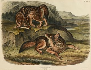 JOHN JAMES AUDUBON (American 1785-1851) A LITHOGRAPH, "Canis Latrans. Say.(Prairie Wolf. Males.)," PHILADELPHIA, CIRCA 1845,
