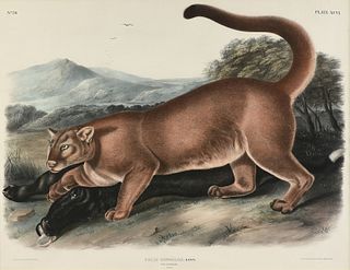 JOHN WOODHOUSE AUDUBON (American 1812-1862) A LITHOGRAPH, "Felis Concolor, Linn. (The Cougar. Male)," PHILADELPHIA, CIRCA 1846,