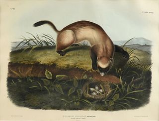 JOHN WOODHOUSE AUDUBON (American 1812-1862) A LITHOGRAPH, "Black Footed Ferret (Putorius Negripes, Aud. & Bach., Natural Size.) ," PHILADELPHIA, CIRCA