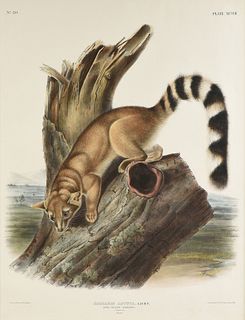 JOHN WOODHOUSE AUDUBON (American 1812-1862) A LITHOGRAPH, "Bassaris Astuta. Licht. (Ring-tailed Bassaris. Natural Size. Male)," PHILADELPHIA, CIRCA 18
