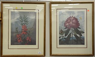 Pair of floral prints, "The Narrow Leaved Kalmia" and "The Pontic Rhododendron", each 20 3/4" x 15 1/2". Provenance: Estate of William and Teresa Patt