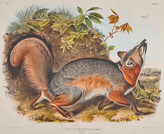 After JOHN JAMES AUDUBON, (American, 1785-1851), Grey Fox. Canis (Vulpes) Virginianus (Plate XXI), hand-colored lithograph, sight: 20 x 24 in., frame: