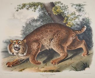 After JOHN JAMES AUDUBON, (American, 1785-1851), Common American Wild Cat. Lynx Rufus (Plate I), hand-colored lithograph, sight: 20 x 24 in., farme: 3