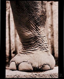 Henry Horenstein (American, b. 1947)      Asiatic Elephant, Elephas maximas