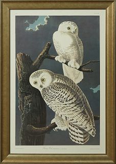 John James Audubon (1785-1851), "Snowy Owl," No. 25, Plate 121, Amsterdam edition, presented in a gilt and ebonized frame, zH.- 39 i...