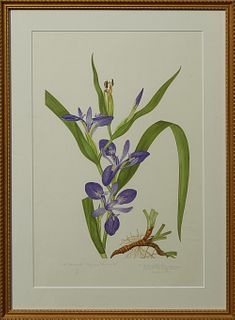 Elsie Margaret Stones (1920- ), "Zig-Zag Stemmed Iris," print, 1978, 199/500, title...
