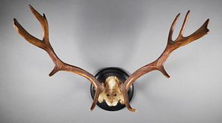 1890 Fallow Deer Antler Trophy Rack
