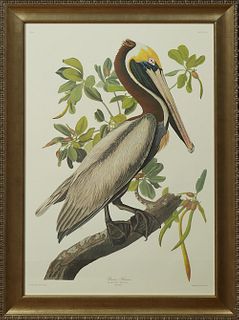 John James Audubon (1785-1851), "Brown Pelican," No. 51, Plate 251, Amsterdam edition, presented in a wide gilt and polychromed fram...