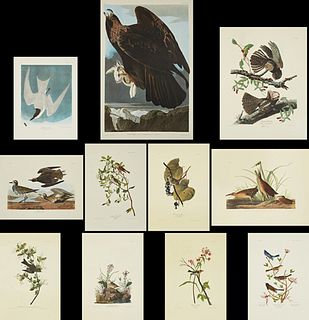 John James Audubon (1785-1851), "Golden Eagle," No. 37, Plate 181; "Lesser Red-Poll," No. 75, Plate 375; "White-Crowned Sparrow," No...