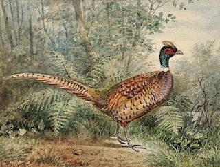 Alexander Pope, Jr. (American, 1849-1924)      Three Images of Game Birds: Ringneck Pheasant, Silver Pheasant