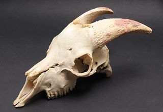 Red Deer Skull European Mount