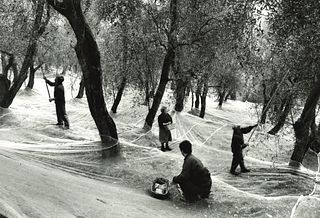 Gianni Berengo Gardin (1930)  - Azienda agricola Imperia, raccolta delle olive, years 1980