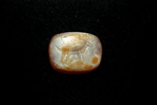 Ancient Carnelian Western Semitic Scaraboid with a Standing Deer C. 8th-6th Cent BCE