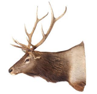 Montana Rocky Mountain Elk Shoulder Mount 5x5