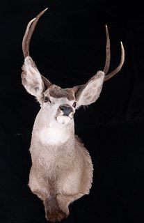 Montana Mule Deer Taxidermy Shoulder Mount