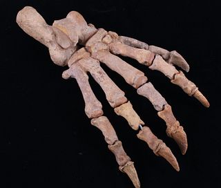 Complete Fossilized Cave Bear Paw