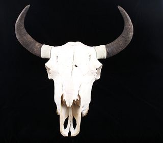 Large Montana Trophy American Buffalo Skull