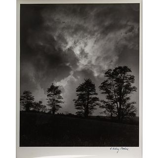 A. Aubrey Bodine. "Trees on Landscape" c. 1950