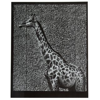 A. Aubrey Bodine. "Giraffe - Maryland Zoo" 1945