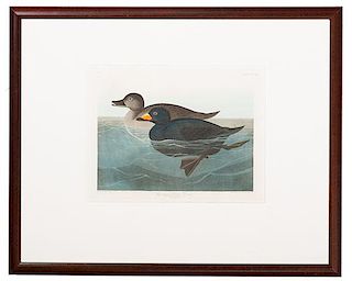 American Scoter Duck by J.J. Audubon, Havell Edition 