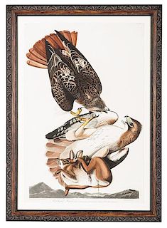 Red Tailed Hawk by J.J. Audubon, Havell Edition 