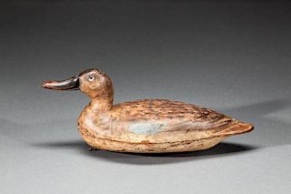 Blue-Winged Teal Hen