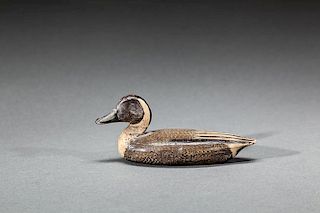 Miniature Pintail Drake