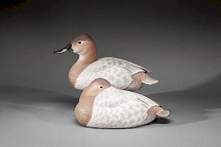 Two Canvasback Hens