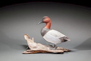 Standing Canvasback Drake