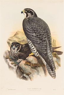 (ORNITHOLOGY) GOULD, JOHN. A group of 6 lithos of birds of prey, 1873.
