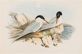 (ORNITHOLOGY) GOULD, JOHN. Three lithographed plates from the Birds of Australia, (1840-48).
