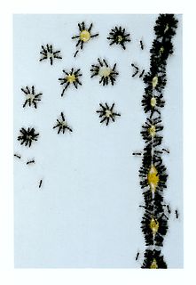 ANNE VERALDI, Ants #7