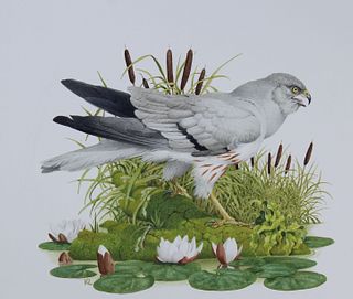 Ken Lilly (1929 - 1996) Montagu's Harrier Bird