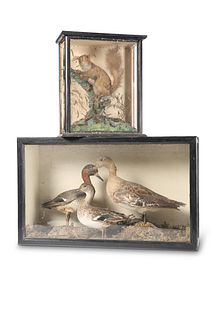 TAXIDERMY: TWO VICTORIAN CASES, DUCKS AND RED SQU